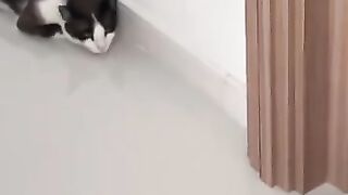 Cat Gets Punked