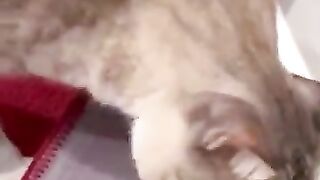 Cat Plays with Mouse in Slow Motion 2