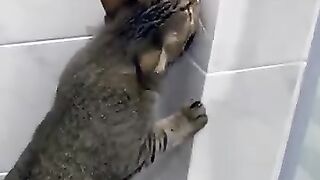 Cat Catches Lizard