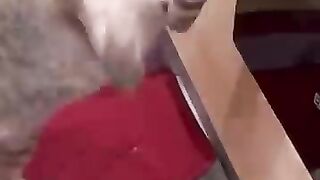 Cats Play with Mouse 3