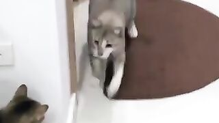 Cat Collision 2