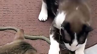 Don’t Touch My Snake