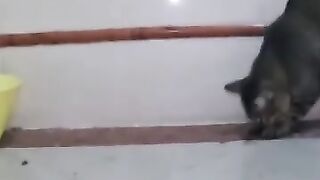 Cat Vs Lizard 2