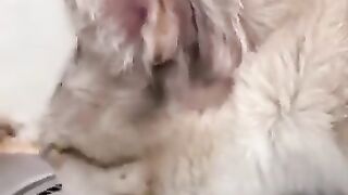 Cat Regrets Eating Frog 2