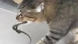 Cat Brings Home Snake