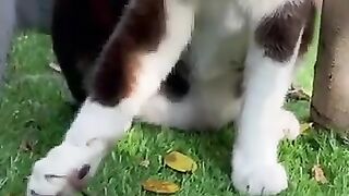 Cat Finds Snake 3