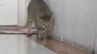 Cat Pounces on Lizard