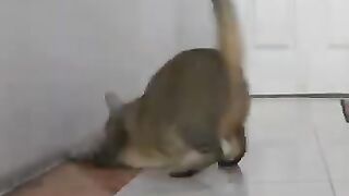 Cat Plays with Lizard 2