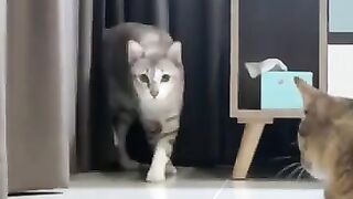 Cat Surprise Encounter