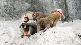 Smartphone POCO X7 PRO 5G NFC tela Amoled C mera 4K - id | Trending HD Video 2