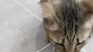 Cat Eats Bird