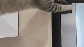 Cat Falls Off Fridge