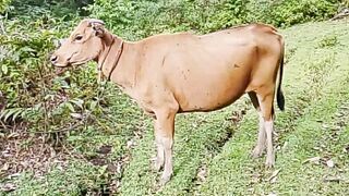 Berkembanglah kamu dengan baik sapiku????????????