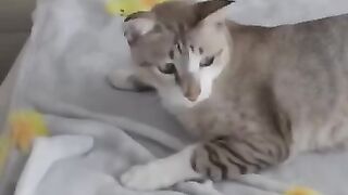 I Tried to Measure My Cat 2