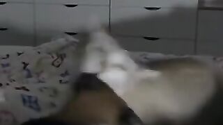 Cat Conflict 2