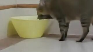 Cat Gives Bird a Bath 2