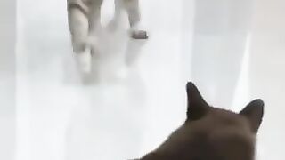 Cat Gets Beaten Up Twice