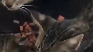 Hungry Hungry Kittens 2