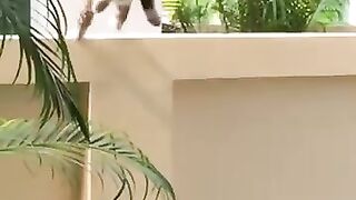 Cat Learns to Fly