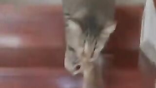 Cat Takes Rat Into Den of Horrors