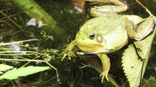 4K Computer Monitor - id | Trending HD Video 139