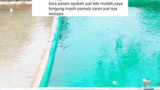 Jangan USAHA lele jika 2 hal ini TIDAK ADA didaerah kalian