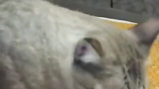 Cat Grooming Disaster