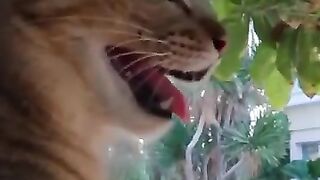 Cat Pants Like a Dog