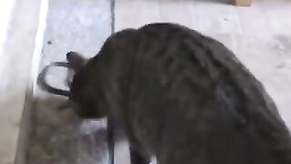 Cat Bodyslams Snake 4