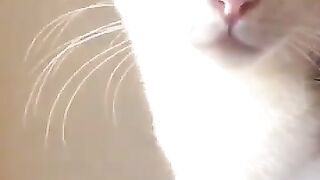 Cat Contemplates the Meaning of Life