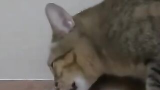 Cat Eats Rat at High Speed
