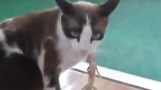 Cat Captures Lizard 3