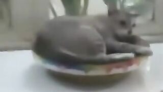 Cat Violates Social Distancing Rules 2