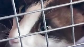 Despite All My Rage I Am Still Just a Cat in a Cage