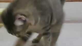 Cat High on Rat