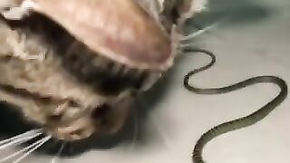 Cat Meets Snake