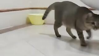 Cat Chases Jumping Mouse