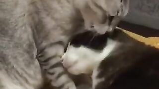 Cat Grooming Turns Violent