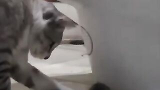 Cats Discover a Diseased Rat