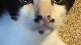 Stray Cat Says Hello