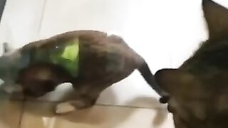 Cat Studies the Footage