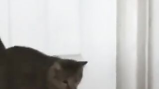 Cat Goes Crazy on Snake