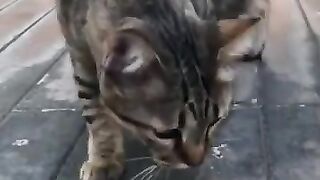 Cat Finishes Off a Snake