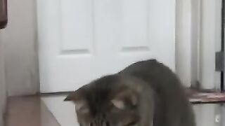 Cat Finds Snake Under Rug