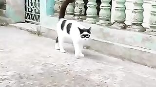 Funny Cat Videos