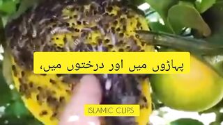 Quran majeed urdu translayion