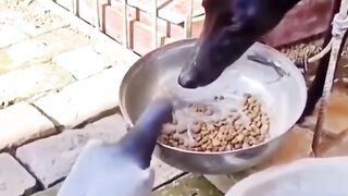 Pets funny video, cats funny video, funny video