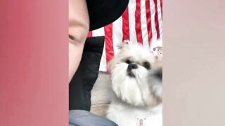 Best Of 2022 - Top Funny Pet Videos - TRY NOT TO LAUGH - Part 1