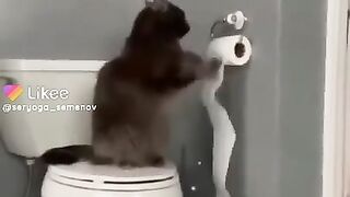 Животные