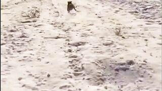 Funny video, cat's video,pets funny video
